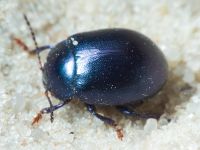 Chrysolina (Colaphosoma) sturmi