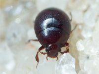 Abraeus perpusillus