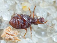 Stephostethus angusticollis