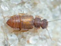 Insecta