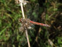 Sympetrum vulgatum