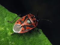 Eurydema (Eurydema) ornata