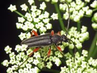 Anoplodera rufipes
