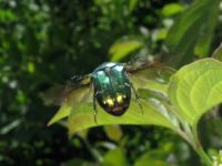 Cetonia aurata