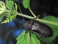 Prionus coriarius