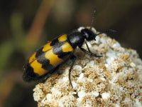 Mylabris variabilis