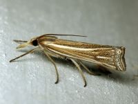Crambidae