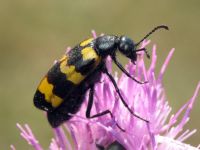 Mylabris variabilis