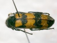 Meloidae