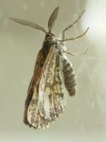 Bupalus piniaria