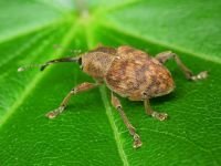Curculio venosus