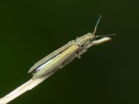Dolichosoma lineare