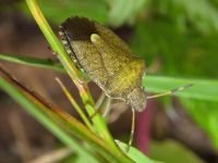 Peribalus strictus vernalis