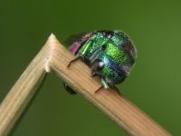 Chrysididae