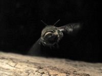 Hymenoptera