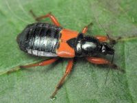 Prostemma guttula