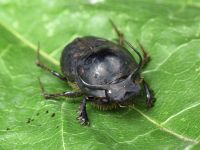 Onthophagus taurus