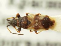 Macroplax fasciata