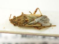 Nysius helveticus