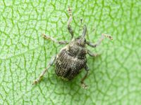 Nedyus quadrimaculatus