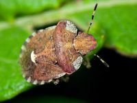 Dyroderes umbraculatus