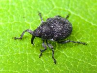 Zacladus geranii