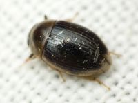 Cercyon laminatus