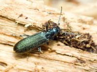 Oedemeridae