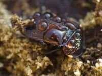 Phosphuga atrata