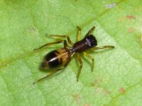 Myrmarachne formicaria