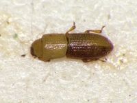 Anommatus duodecimstriatus