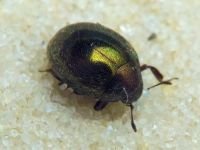 Lamprobyrrhulus nitidus