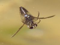 Corixidae