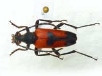 Stictoleptura cordigera
