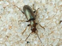 Orsodacne humeralis