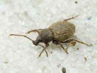 Otiorhynchus raucus