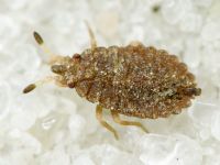 Aradus cinnamomeus