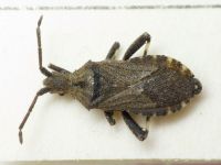 Bothrostethus annulipes