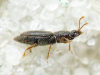 Monotoma brevicollis