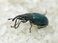 Ceratapion (Ceratapion) gibbirostre