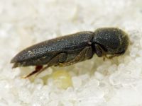 Melasis buprestoides