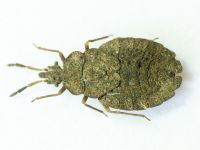 Aradus distinctus