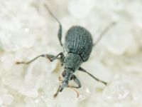 Oxystoma craccae