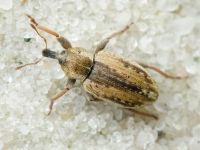 Hypera (Hypera) postica