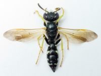 Hymenoptera