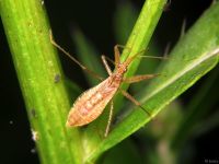 Nabis limbatus