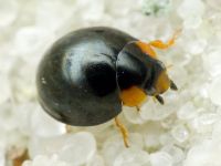 Paraexochomus nigromaculatus