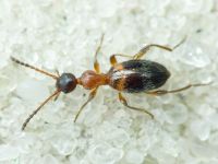 Anthelephila pedestris