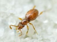 Scydmaenus hellwigii