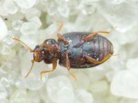 Latridius brevicollis